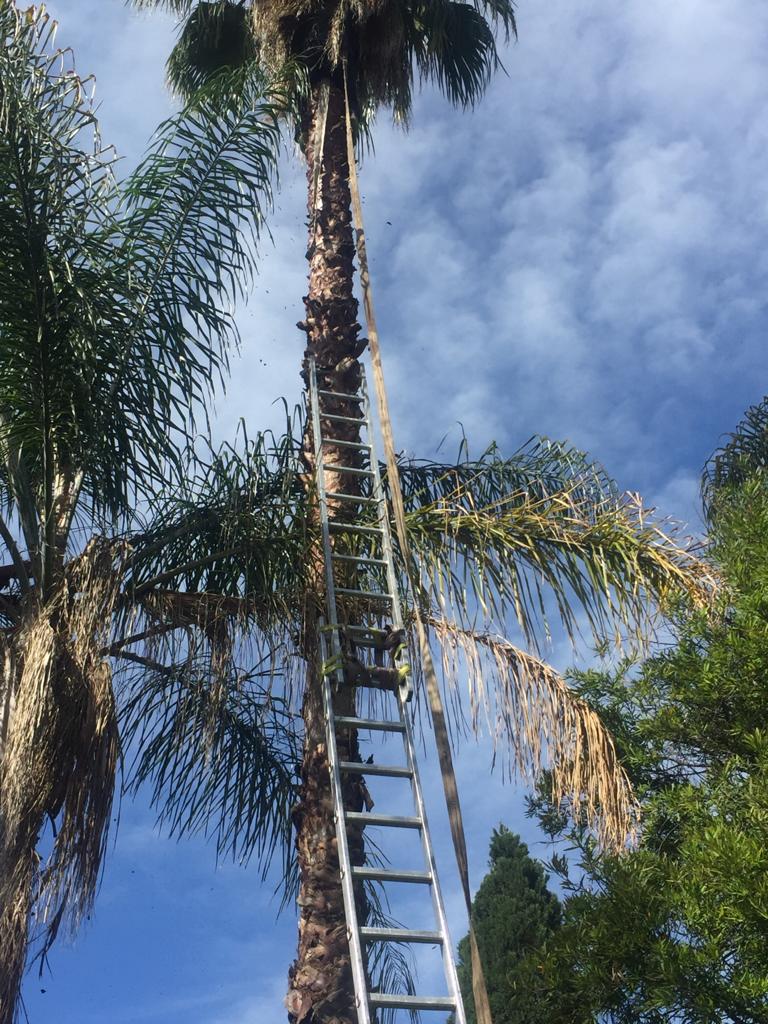 Palm Tree Cleaning Fourways Fourways Tree Felling