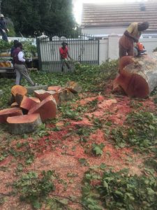 Stump Removal