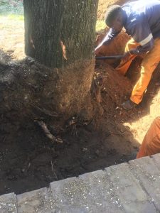 Tree Felling Services