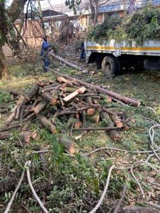 Tree Felling Randburg