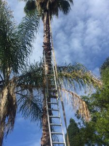 Palm Tree Cleaning