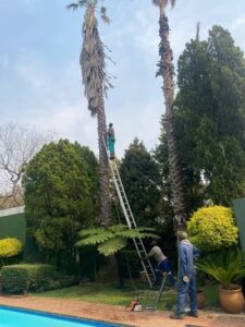 Palm Tree Removal Fourways