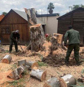 Stump Removal Fourways