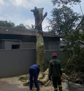 Tree Trimming Fourways