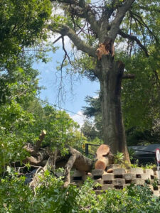Tree Removal Fourways Sandton
