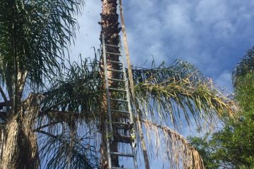 Palm Tree Cleaning