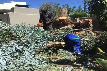 Tree Felling Fourways