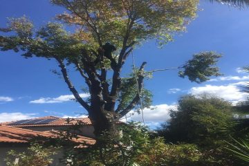 Tree Trimming Fourways